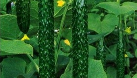 谁给黄瓜改了名