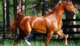 汗血宝马真的会流血吗