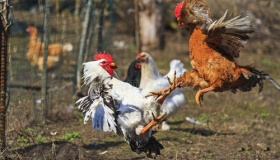 唐朝人最爱的活动揭秘