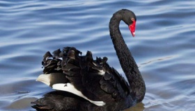 黑天鹅事件是什么意思