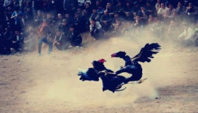 斗鸡游戏起源于何时