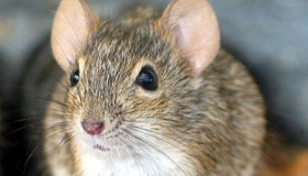 十二生肖为什么老鼠排在第一