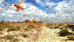 历史上蝗灾频发后来是怎么治好的