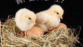 究竟是先有鸡还是先有蛋