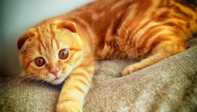 十二生肖里为什么没有猫