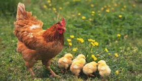 母鸡下蛋还债的民间故事