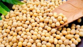 古人怎么靠豆子打胜仗