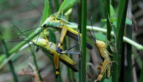 古人是怎么防范蝗灾的