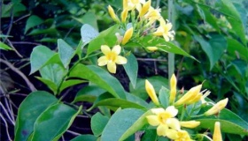 断肠草到底是什么