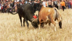 土牛毛大王节是什么节日