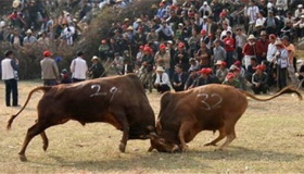 侗族斗牛节的由来