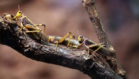 历史上的唐朝也发生过蝗灾