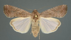 草地贪夜蛾到底是什么