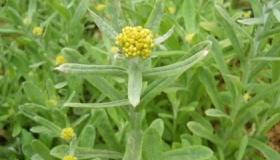 清明节的青团是用什么草做的