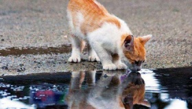 为什么动物吃脏东西不会生病