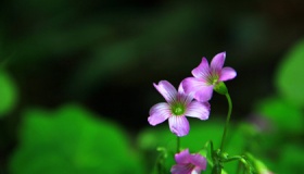 关于春天的古诗