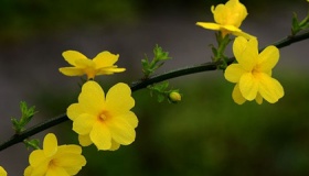 春天开的8种花简介