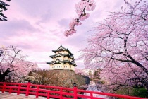 今年武汉有樱花看吗 怎么看武大的樱花