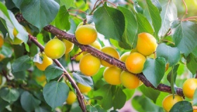 春天开花的五大树种