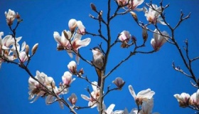 2020年春天的祝福语