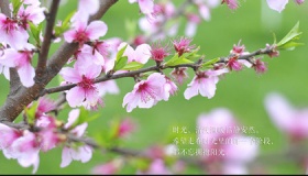 用春天来了写一段话