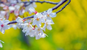 春天来了作文700字