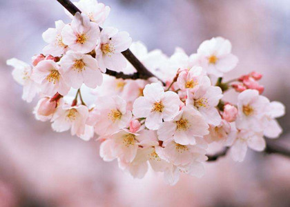 春天开的花有哪些_春天开的8种花_中国历史网