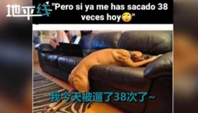 西班牙狗狗一天被遛38次