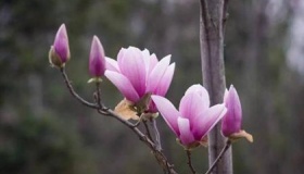 王维辋川集诗歌赏析：辛夷坞