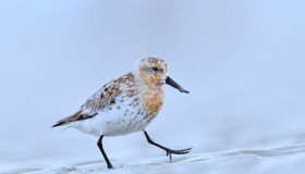 广东湛江发现34只极度濒危勺嘴鹬