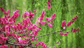 2020年四月是什么季节