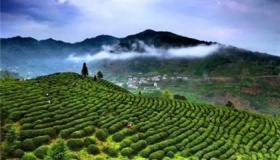 湖北气候适合种植什么