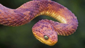 人为什么怕蛇是天性吗