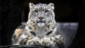 世界动物国宝排名：第一名是大熊猫