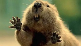 加拿大的国宝是什么动物