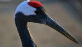 天下第一奇毒是什么