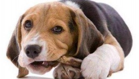 中国人吃狗肉的历史