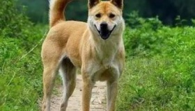 狗肉不能上席的由来