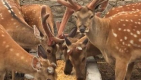 取鹿茸对鹿有什么伤害