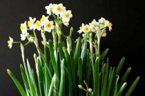 水仙花的传说故事