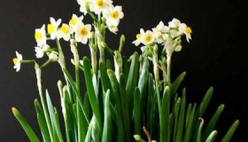 水仙花的传说故事