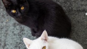 邓小平“黑猫白猫论”背后的故事