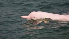 中华白海豚濒危的原因