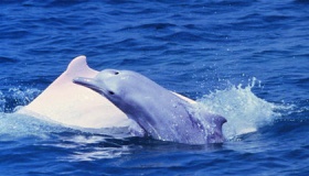 中华白海豚的资料