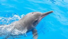 中华白海豚是几级保护动物