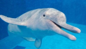 中华白海豚灭绝了吗