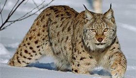 世界十大禁养名猫