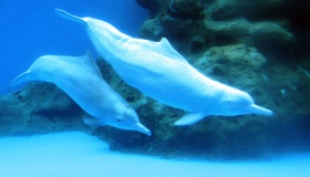 中华白海豚之乡在哪里