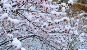 四月下雪对农作物有影响吗