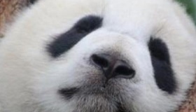 黑眼圈声明是怎么回事